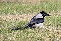 Nebelkr__he 002.JPG
